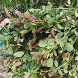 Wild Uraria Crinita Whole Herb 250g Premium Dried Traditional Chinese Medicinal