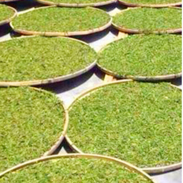 White Tea Organic Bulk Old Stem White Tea Health Drink Natural 500g Shou Mei