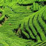 Biluochun Tea 250g Natural Original Green Tea High Quality Organic Bi luo chun