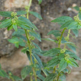 Dried Euphorbiae Hirtae Herba, Garden Euphorbia, Euphorbia hirta L. Fei Yang Cao