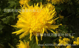 Yellow Chrysanthemum Tea Box of 30 Individual Sachets One cup one flowe