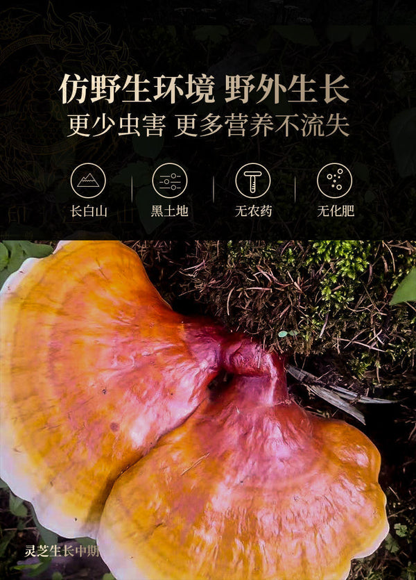 Ganoderma lucidum tablets in tea and soup Changbaishan wildlife infusion tea