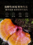 Ganoderma lucidum tablets in tea and soup Changbaishan wildlife infusion tea