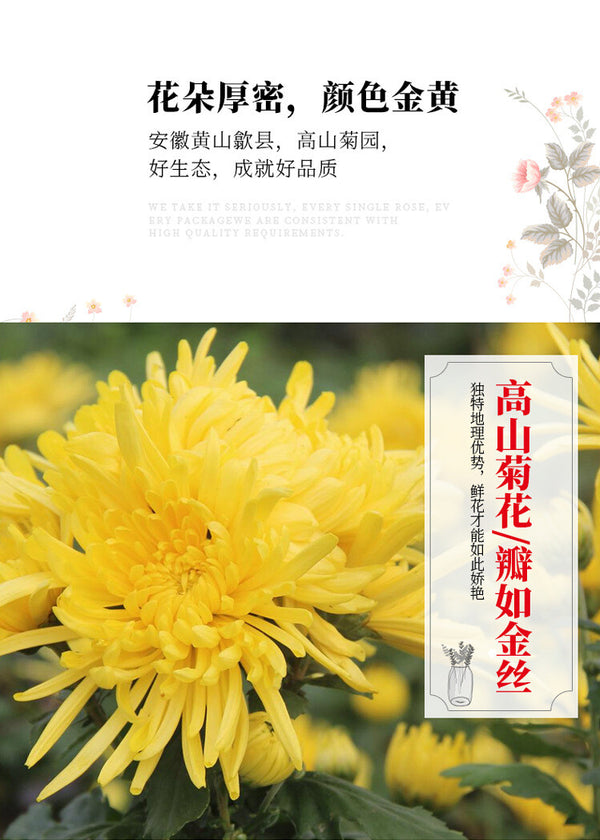 Marke Golden Silk Chrysanthemum Tee Kräutertee Runde Kanne Guter Tee 20G