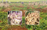 Canned Ginger Powder Yunnan Yellow Ginger Powder Old Dried Ginger Powder 200g
