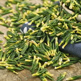 Herbal Health Power Blend Lotus Plumule Tea for Male Energy Boost