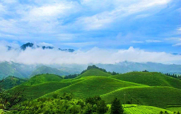 AAAAA Anxi Tieguanyin Oolong 50g Premium Green Tea Direct