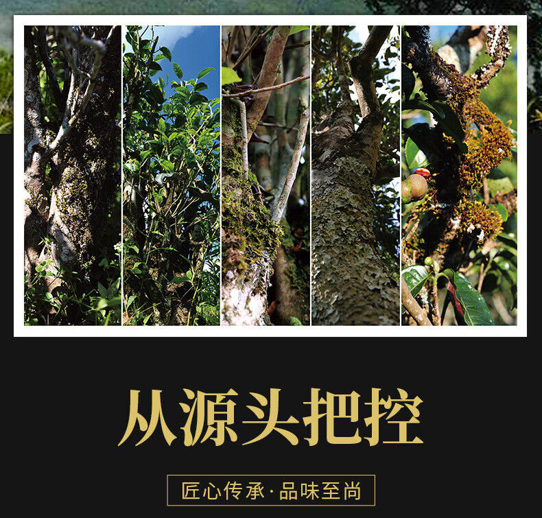 Imperial Golden Sprout Ancient Tree Pu'er Mature Tea Premium Loose Tea 120g