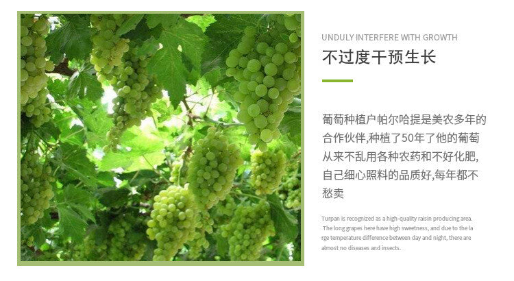 500g Turpan Raisins New Product Green Raisins Large Granule Special Product