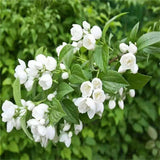 250g Wild-Harvested Jasmine Dragon Pearls Herb Tea: Natural and Healthy