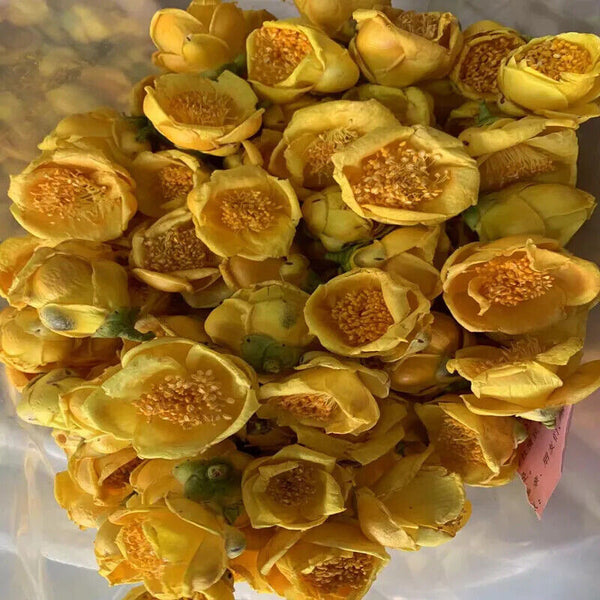 Golden Camellia Authentic Camellia Tea Fangcheng Specialty Flower Tea 3.53oz金花茶
