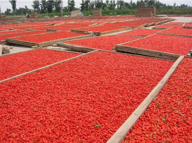 Chinese 100g Natural Dried Goji Berry Tea Wolfberry Gouqi Herbal Tea Green Food