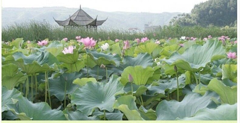 20g Organic Lotus Leaf Tea Herbal Tea Chinese Beauty and Health Tea Loose Leaf