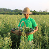 Chinese Herb Tea 100% Natural DRIED Wormwood Artemisia Argyi Mugwort Ai Ye