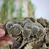 Wild Yunzhi Mushroom 250g Premium Dried Trametes Herbal