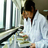 Jinxuan Milk Oolong Tea Anxi Tie Guan Yin Organic Premium Loose Leaf