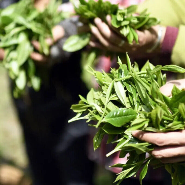 Big Leaf Monkey Tea 125g High Mountain Tai Ping Hou Kui Green Tea Gift Tea