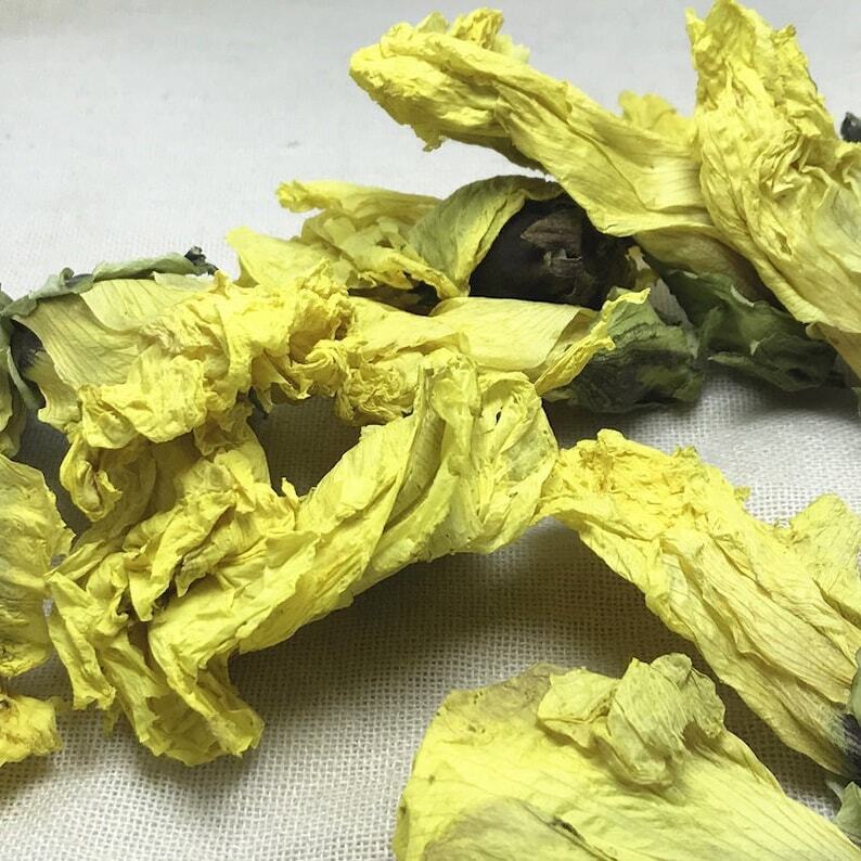Dried Abelmoschus Manihot Abelmoschi Corolla Flos Corolla of Abelmoschus Manihot Secondary image