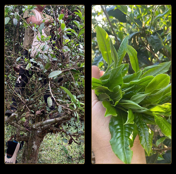 Brown Mountain Pu'er Tea Cooked Tea Yunnan Menghai Old Tree Tea Mini Tuo Tea