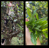 Brown Mountain Pu'er Tea Cooked Tea Yunnan Menghai Old Tree Tea Mini Tuo Tea