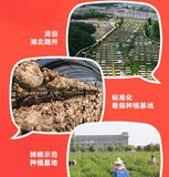 80g*10can  Mushroom Fresh Pepper Hot Sauce Rice and Noodle Chili Sauce Good Luck