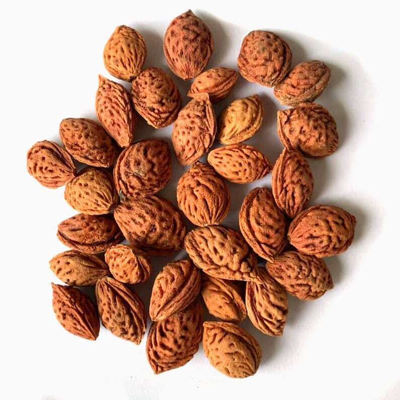 1.1 LB Peach Seeds Secondary image