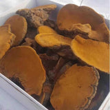 Chinese Song-Gen Meshimakobu Mushroom Sang Huang Mesima Phellinus Igniarius