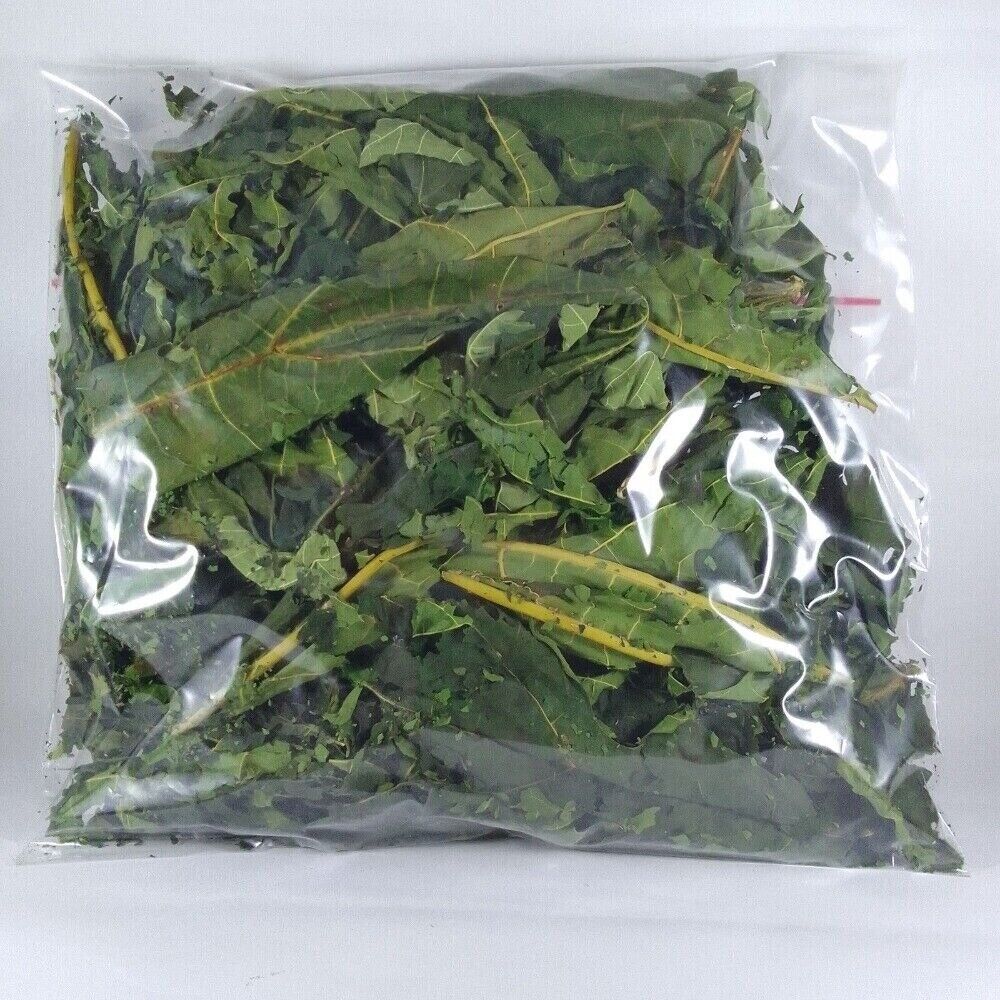 Dried Papaya Leaf Herbal Tea Made from Whole Leaves for Wellness and Digestion Secondary image