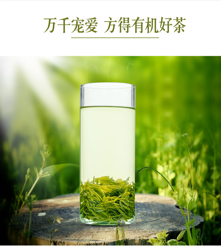 2025 Jinjiang Green Tea Organic Three-Star 50g Bag Pre-Qingming Rain-Soaked Tea