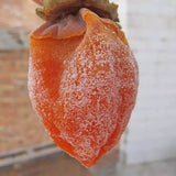 2023 Year New Great Quality Persimmon Fu Ping Shibing, Shi Bing