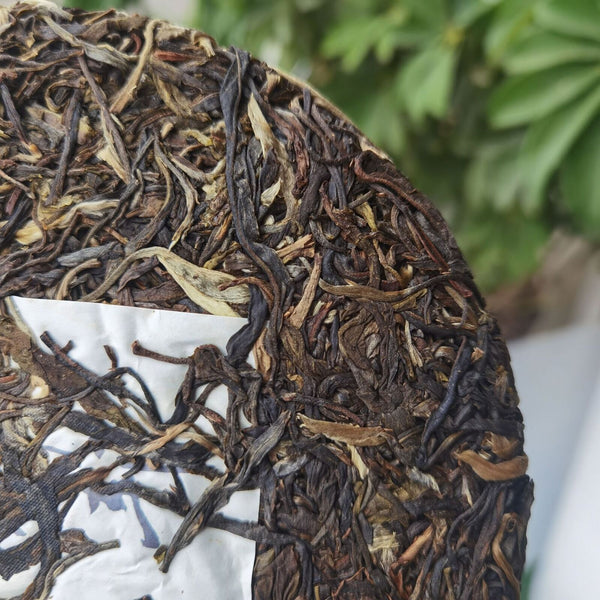 Yunnan Menghai Meng Song Slippery Bamboo Liangzi Early Spring Pu-erh Raw Tea357g