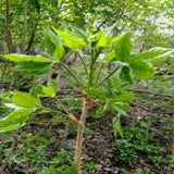 Dried Acanthopanax Leaf Tea Folium Acanthopanacis Senticosi Ci Wu Jia Ye Tea