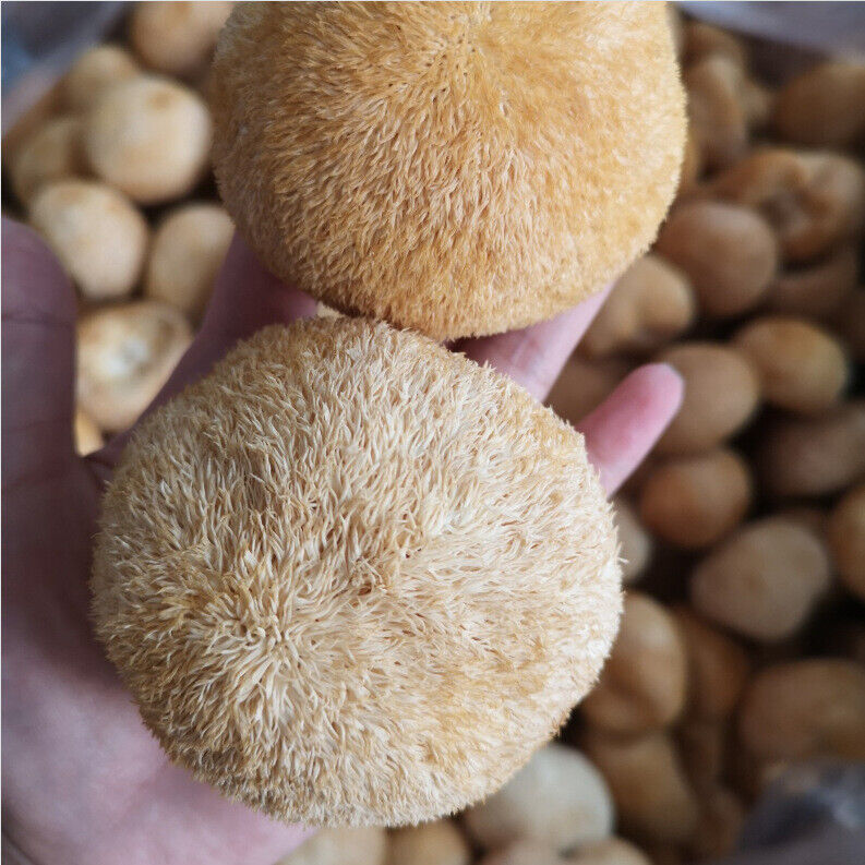 250g Hericium Erinsceus Mushroom Premium Lions Mane Mushroom Chinese Dried Goods