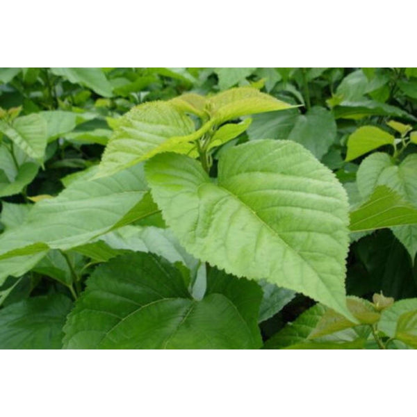 100g Organic Mulberry Leaf Extract Powder 10:1 – Natural Health Support
