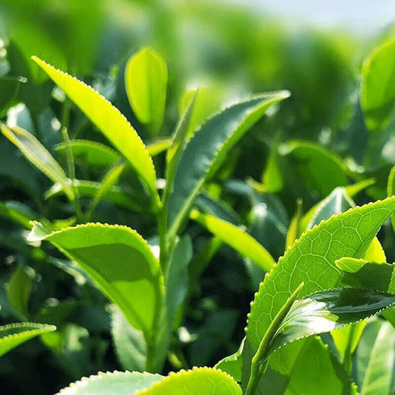 HelloYoung Milk Oolong tea Chinese Medium Leaf Tea 250g 100% Natural, Sugar Free