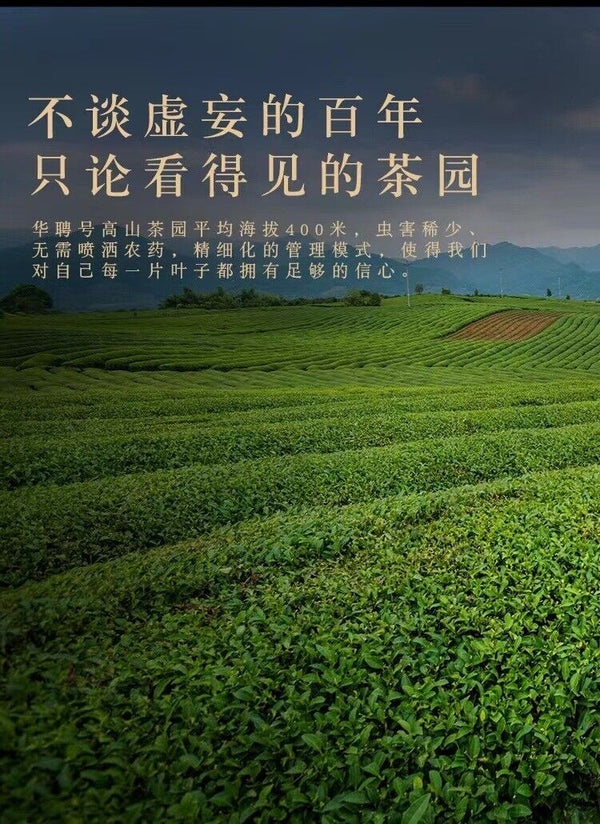 350g Fuding high mountain white tea sun aged white tea gongmei date fragrance