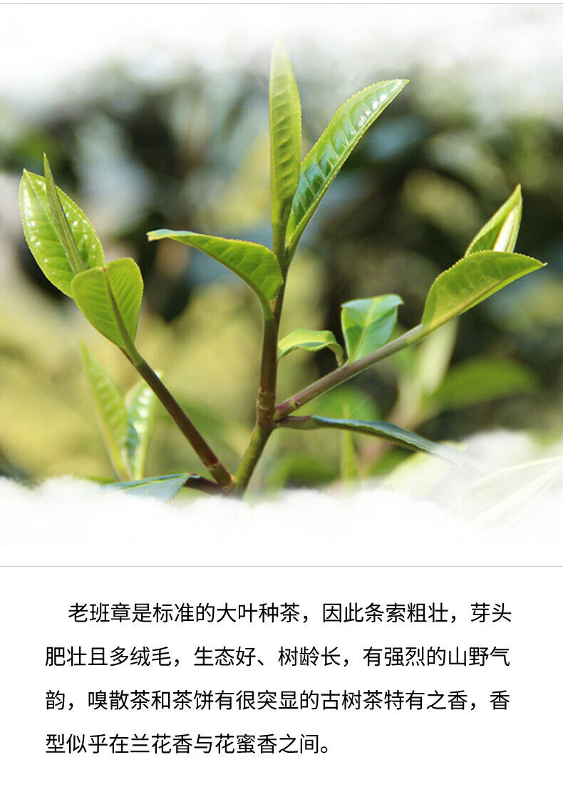 357g Tea Cake Old Banzhang Pu'er Tea Raw Tea Cake Healthy Drink