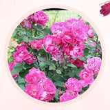 Great Value Additive-Free Premium Quality Double Red Rose Petal Rose Tea - 50g