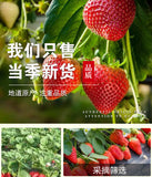 Bulk Freeze-Dried Strawberry Crisps Instant Snack Office Pack 200g/500g