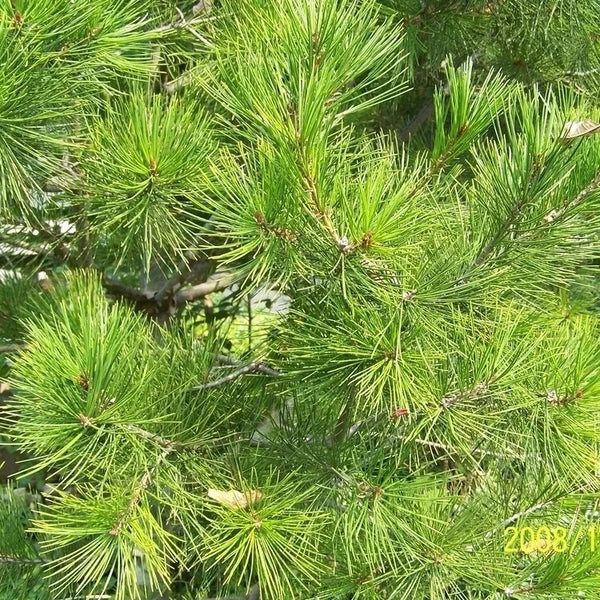 First Grade Pine Needles Powder Improving Sleeping Chinese Herbal Powder