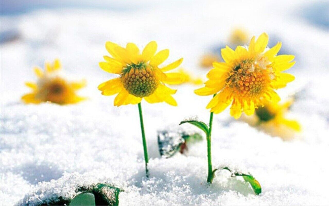 40g Herbal Tea Dried Kunlun Mountain Snowy Daisy Chrysanthemum New Scented Tea