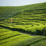 Yunnan Menghai Ripe Pu-erh Tea 357g Old Slimming