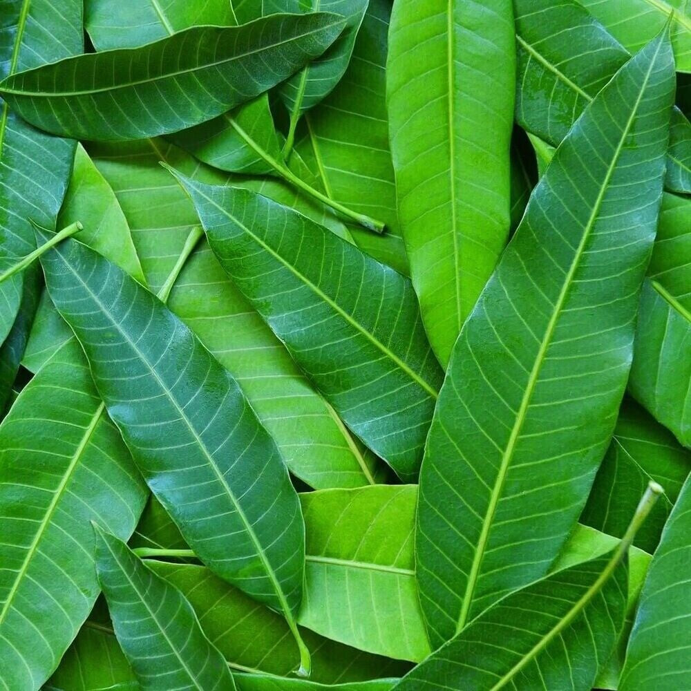 Mango Leaf Tea Dried Organic 50g Premium Natural Fresh Herbal Loose Leaf