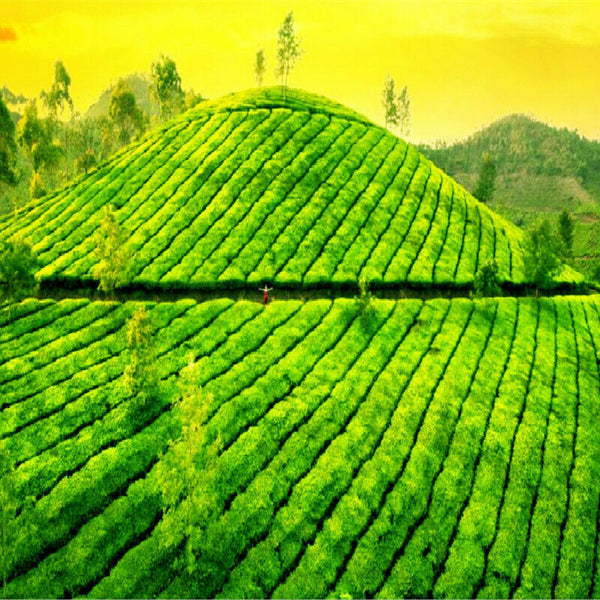 357g Chinese Tea Banzhang Golden Buds Shu Puerh Tea Imperial Ripe Puerh