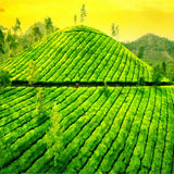 357g Chinese Tea Banzhang Golden Buds Shu Puerh Tea Imperial Ripe Puerh