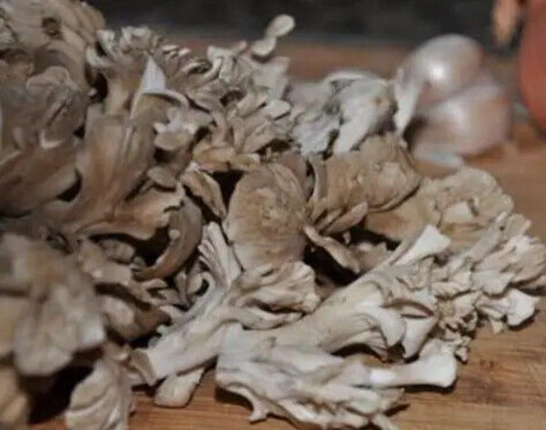 500g Getrockneter Maitake Pilz – Natürlicher Lebensmittel Pilz für Kochzwecke