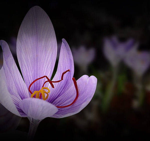 Luxury 1g Saffron Threads: Pure & Premium for Women's Wellness