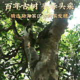 Brown Mountain Pu'er Tea Cooked Tea Yunnan Menghai Old Tree Tea Mini Tuo Tea