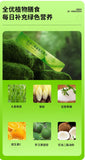 Glycerol Di-Lipid Prebiotic Green Juice High Dietary Fibre Green Juice Powder