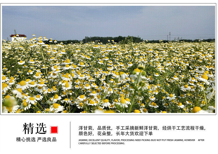 Chamomile new chamomile dried flowers chamomile petals froth flowers crushed